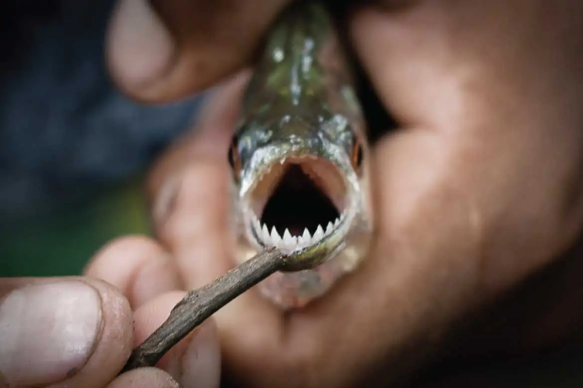 Amazonas Colombia tours piranha