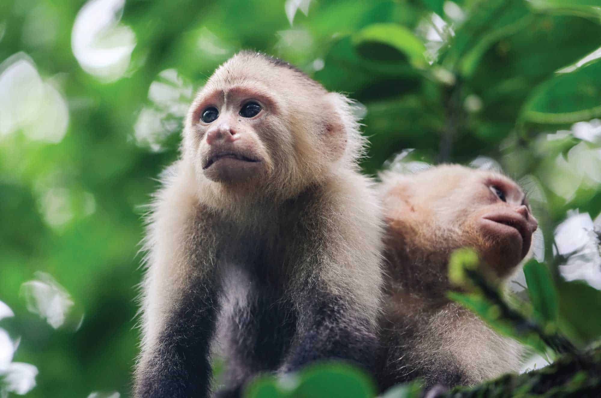 Erlebe Isla Kolumbiens Gefängnisinsel The Colombian Way