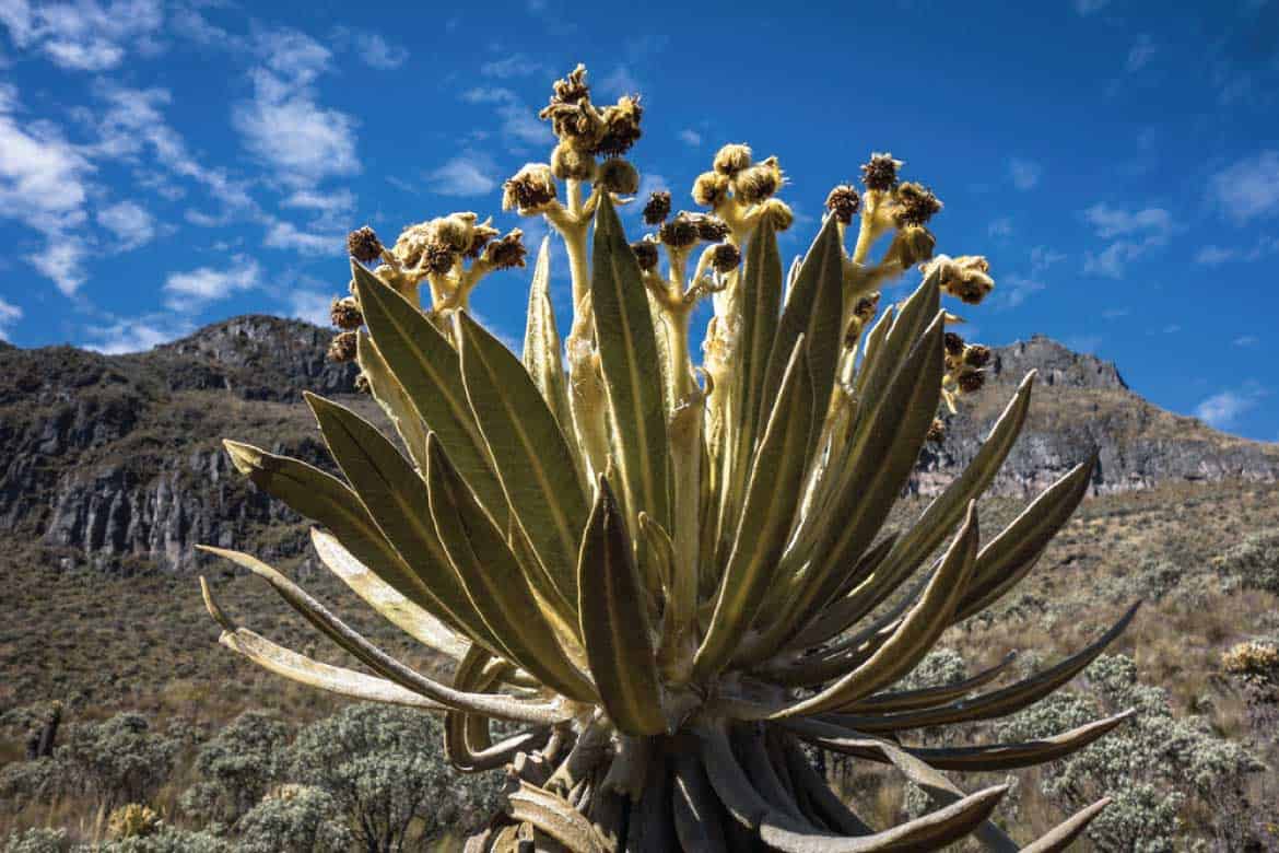 Nevado Santa Isabel Colombia hiking and trekking tour