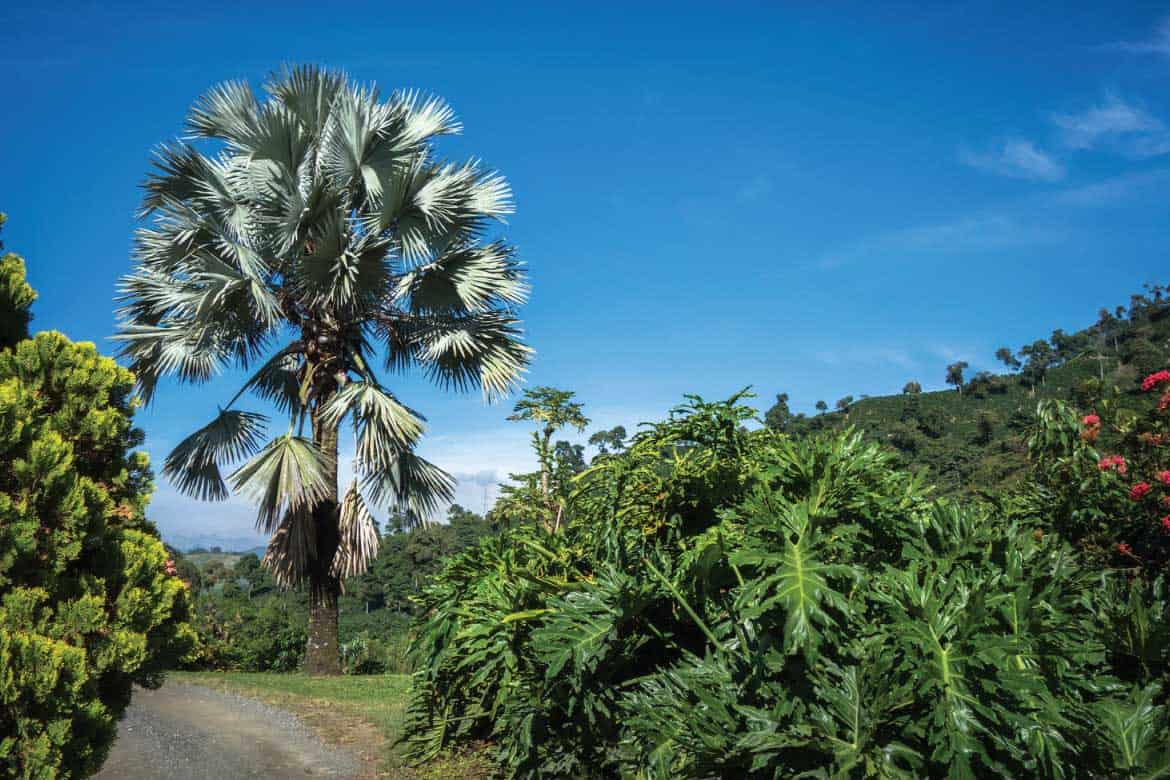 Hacienda Venecia coffee plantation