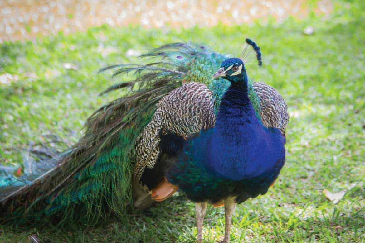 Hacienda Venecia coffee plantation