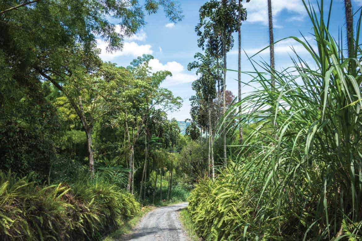 Hacienda Venecia coffee plantation