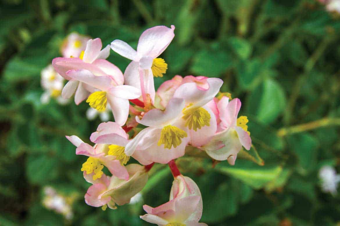 San Alberto coffee tour Buenavista