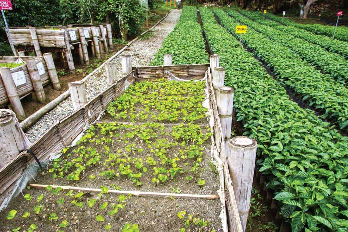 San Alberto coffee tour Buenavista