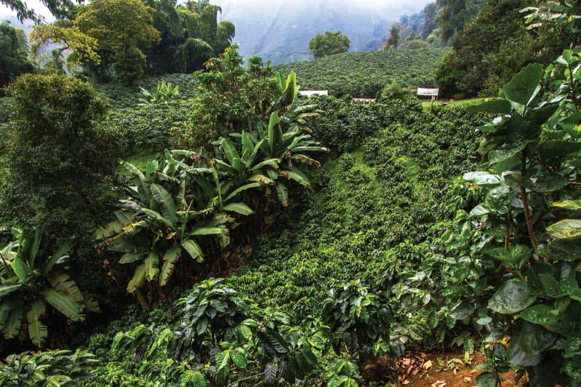 San Alberto coffee tour Buenavista