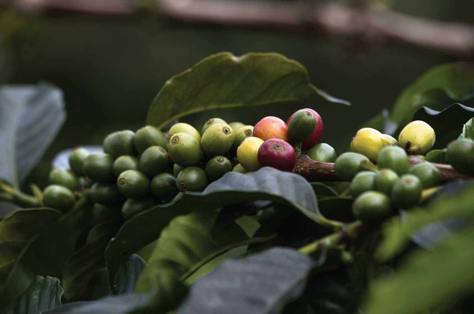 San Alberto coffee tour Buenavista