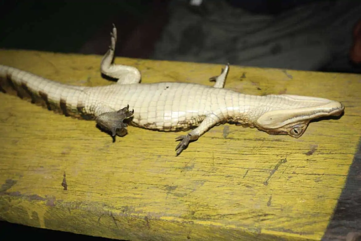 Amazonas Colombia tours caiman