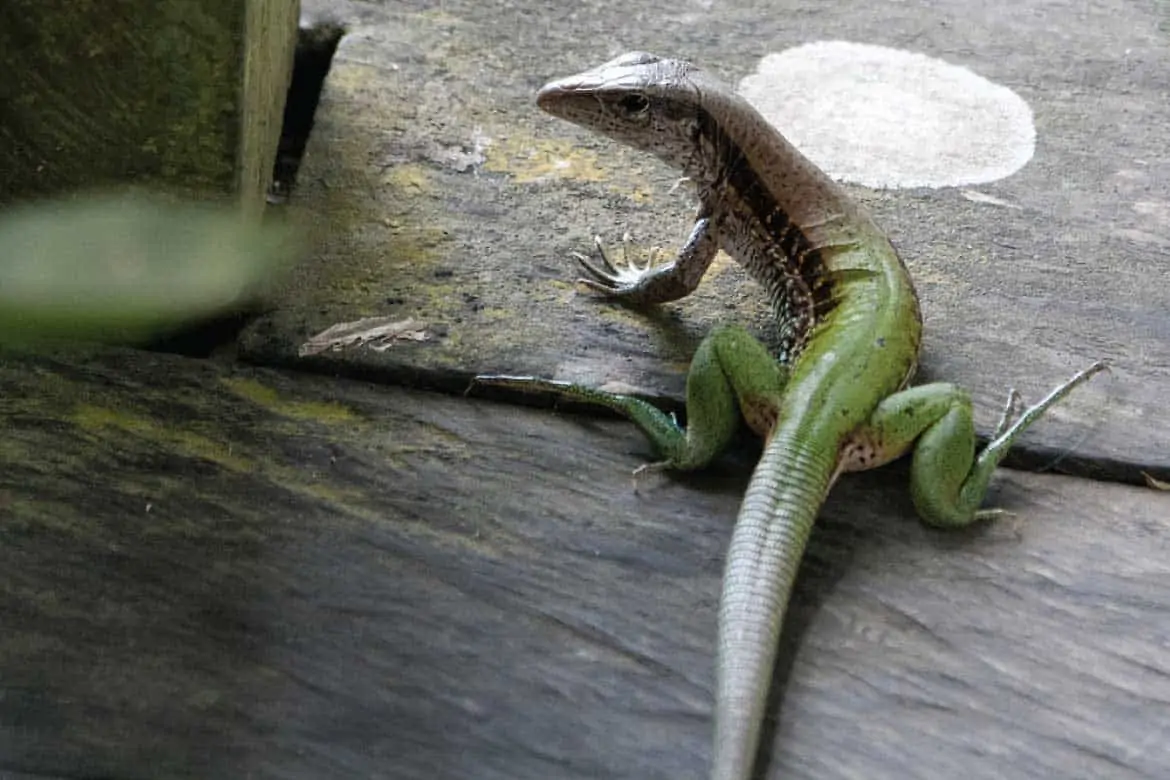 Amazonas Colombia tours lizard