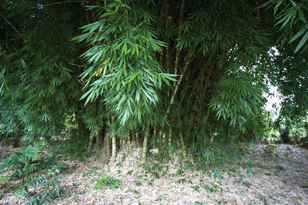 Paraiso del Bambu y la Guadua