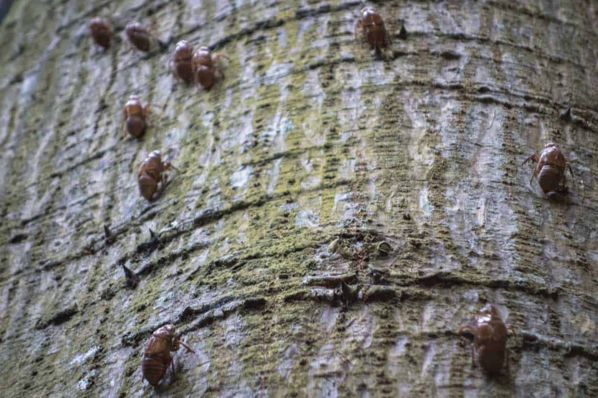 Paraiso del Bambu y la Guadua