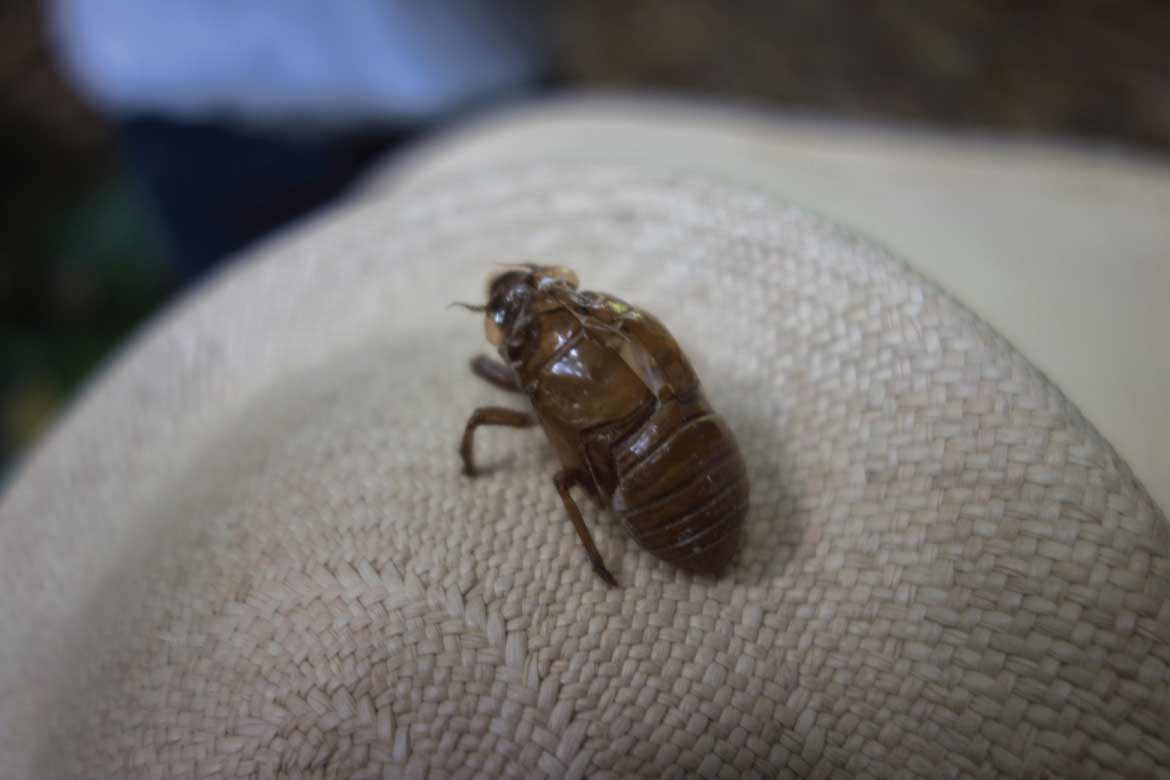 Paraiso del Bambu y la Guadua