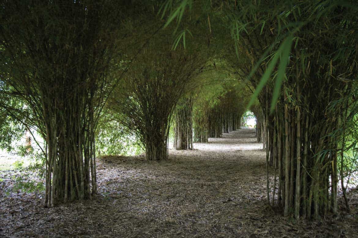 Paraiso del Bambu y la Guadua