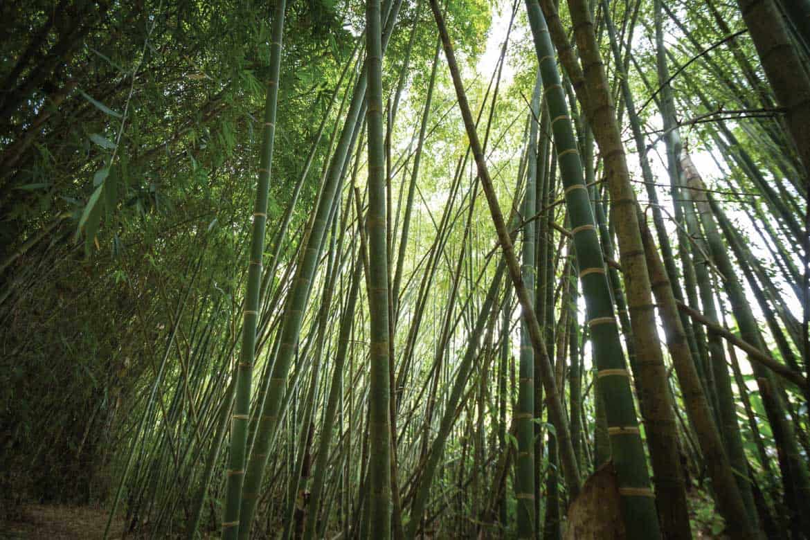 Paraiso del Bambu y la Guadua