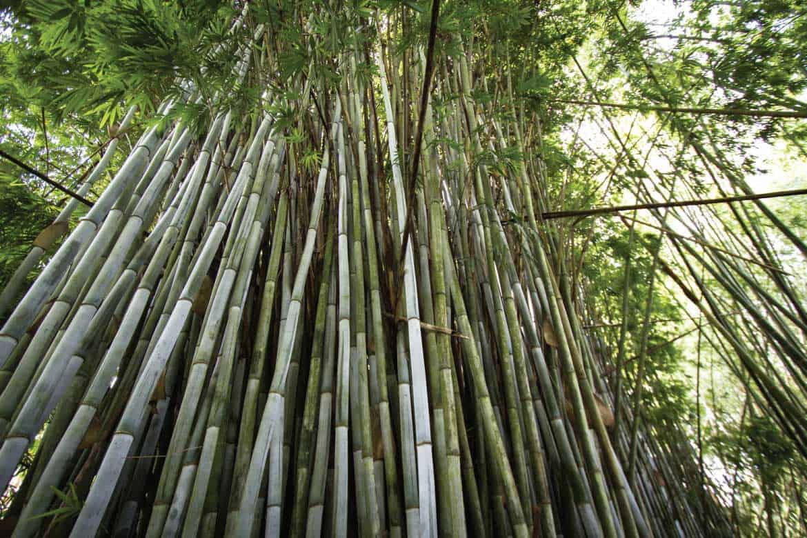 Paraiso del Bambu y la Guadua