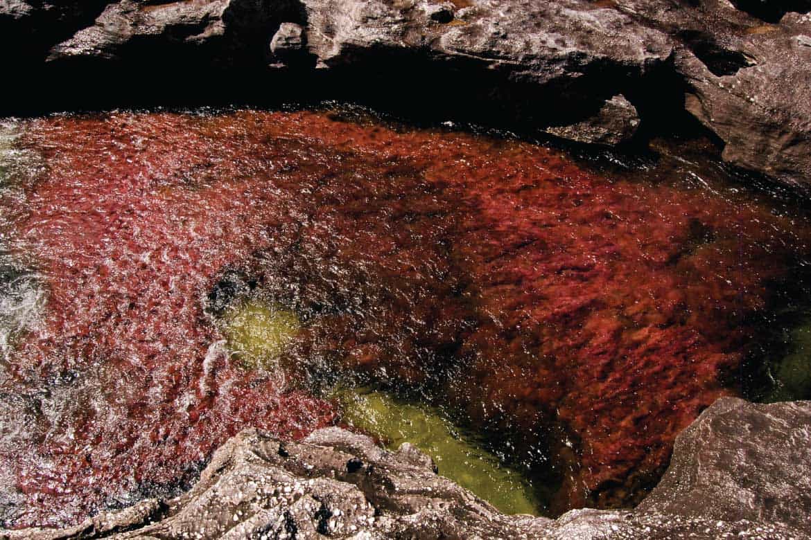 Caño Cristales river Colombia tours