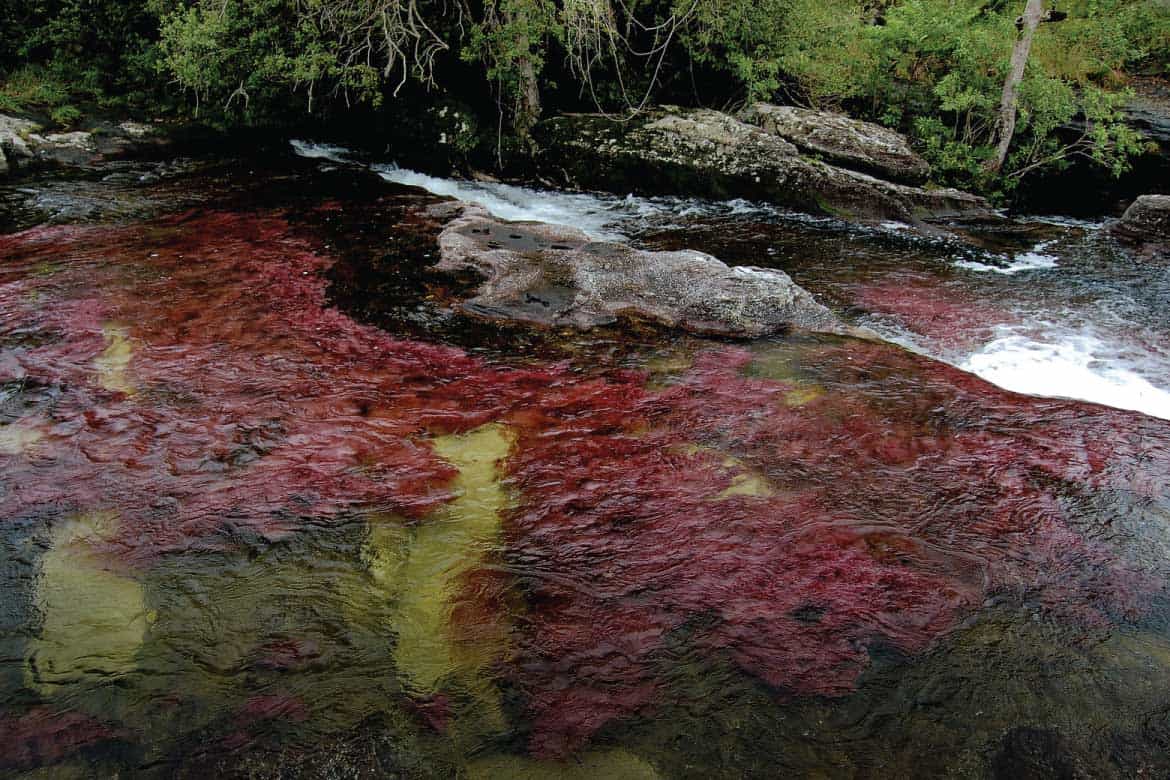 Caño Cristales river Colombia tours