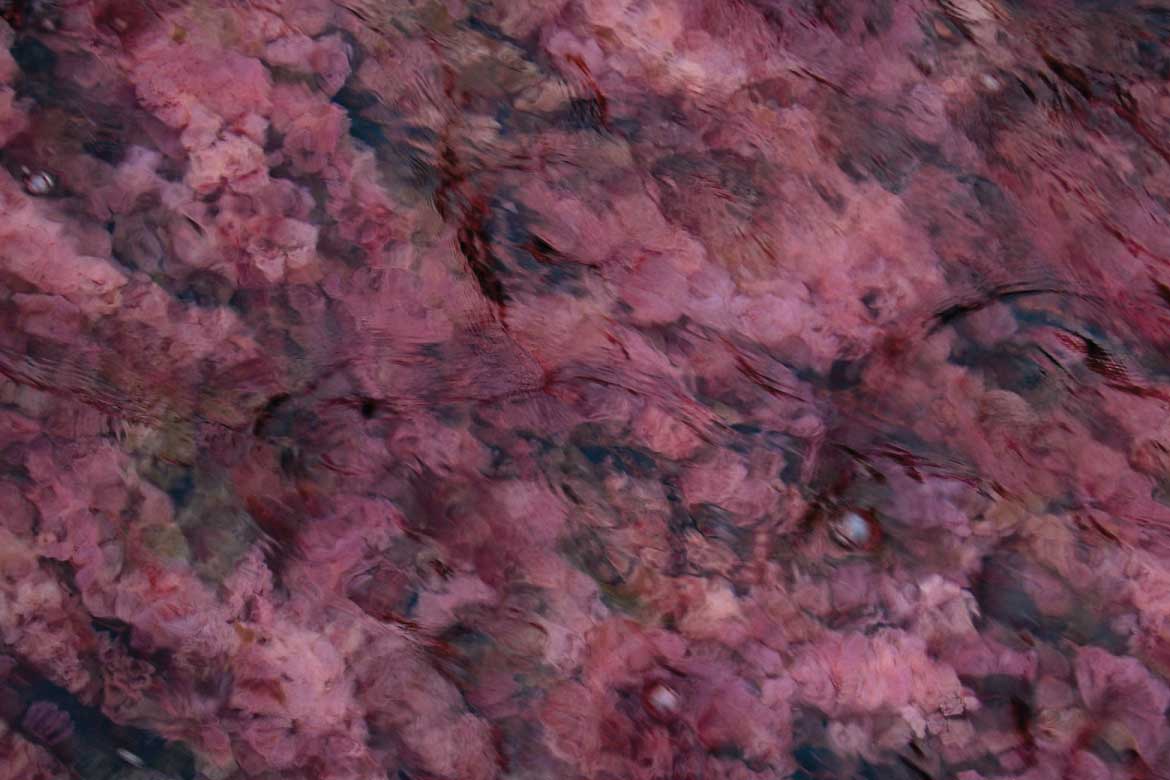 Caño Cristales river Colombia tours