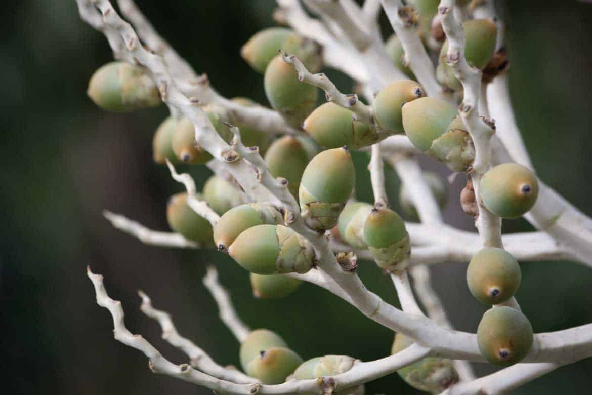 Colombian coffee zone
