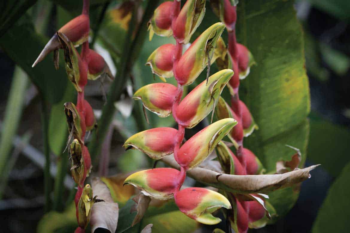 Colombian coffee zone