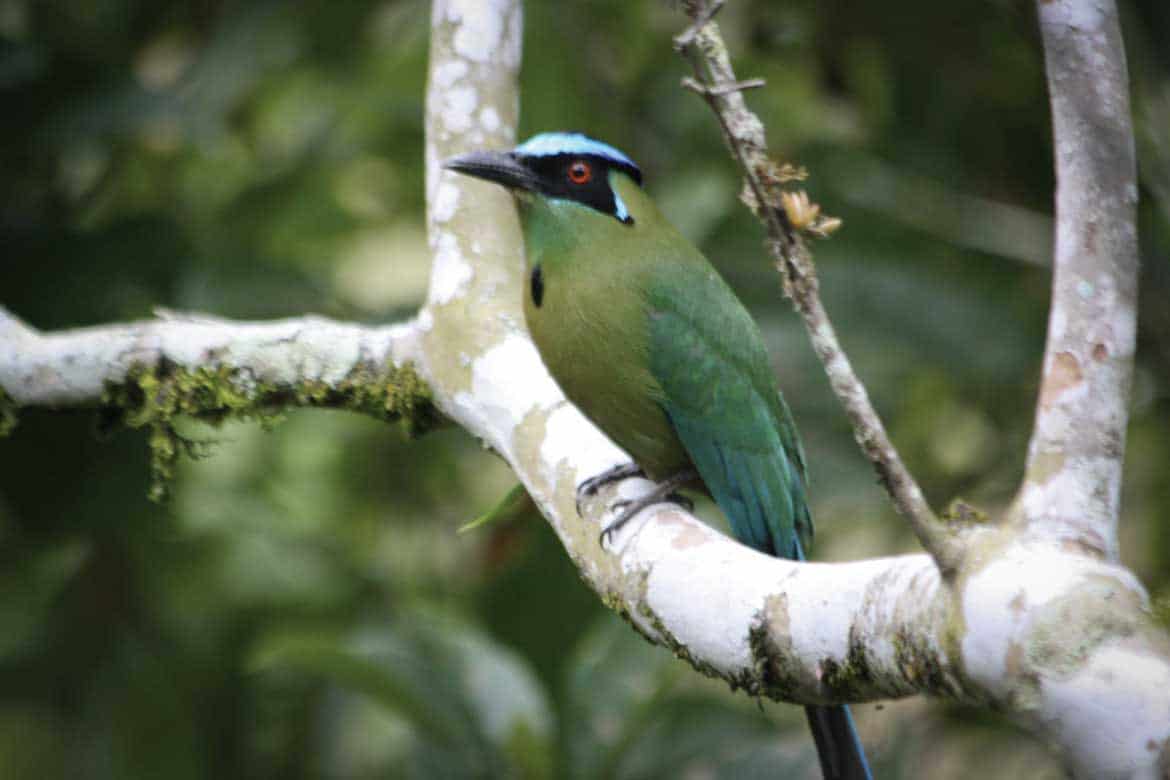 Colombian coffee zone