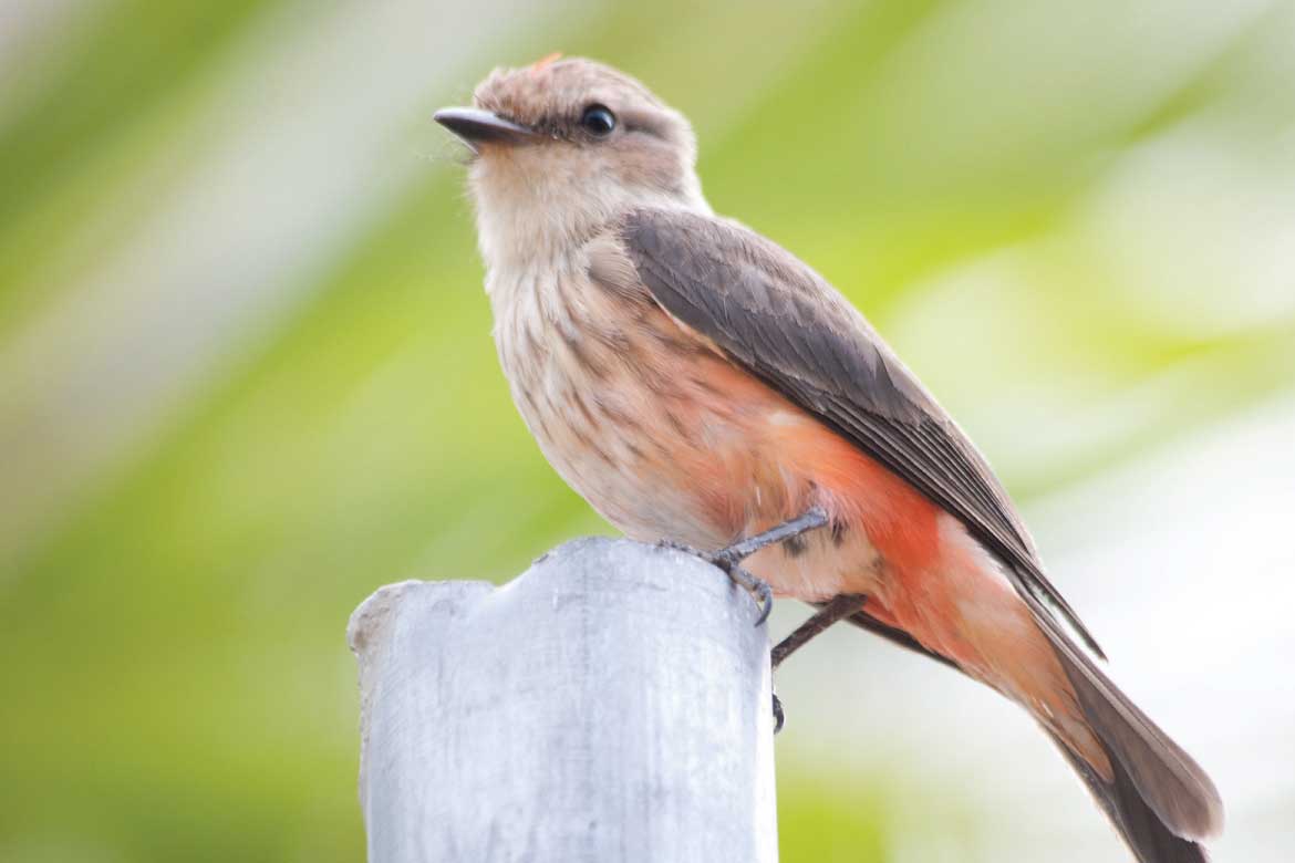 Colombian coffee zone