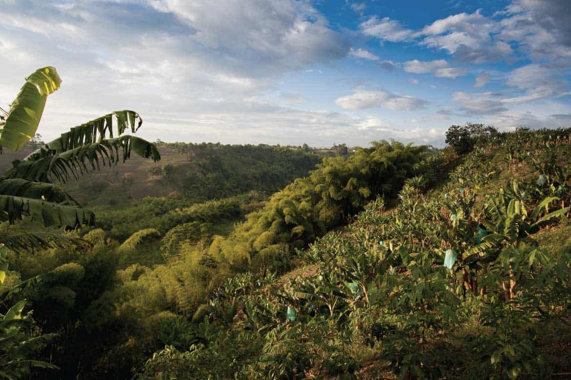Colombian coffee zone