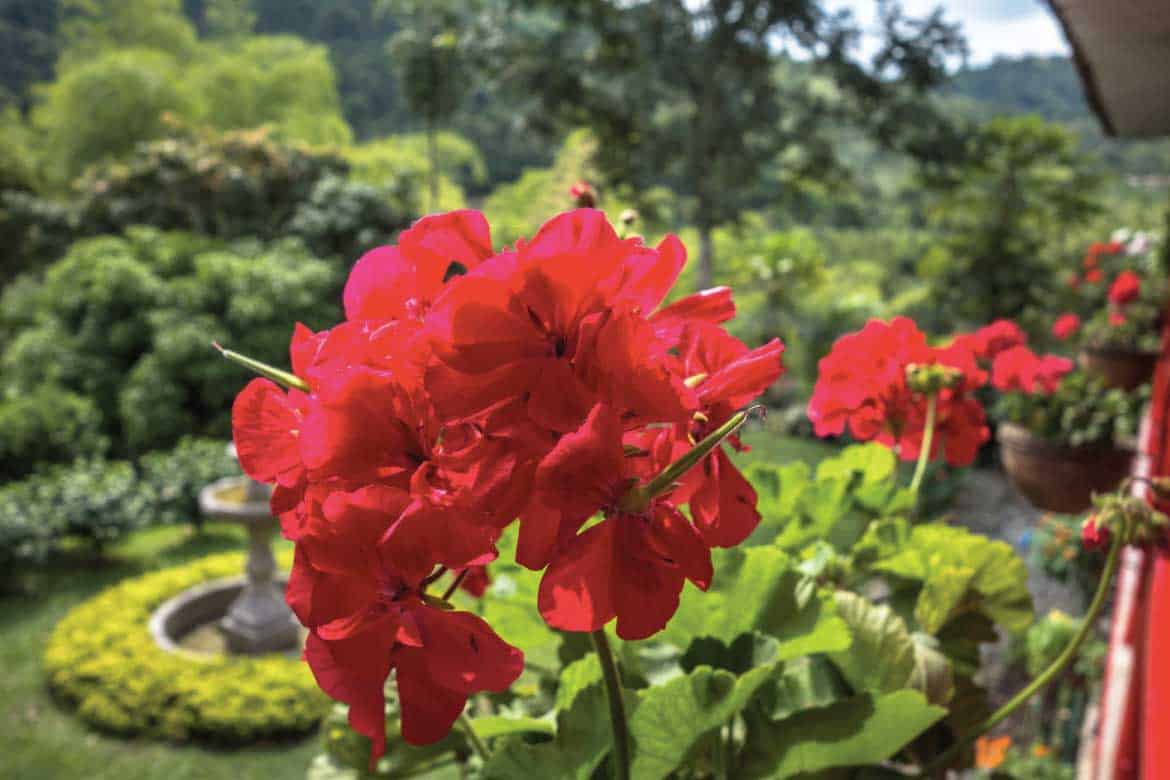 Hacienda Venecia coffee plantation