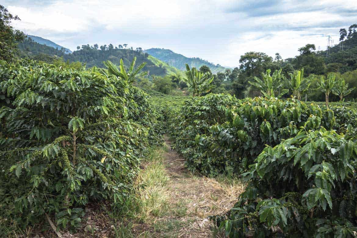 Hacienda Venecia coffee plantation
