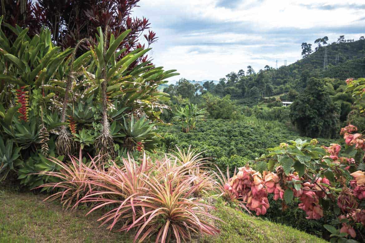 Hacienda Venecia Colombia
