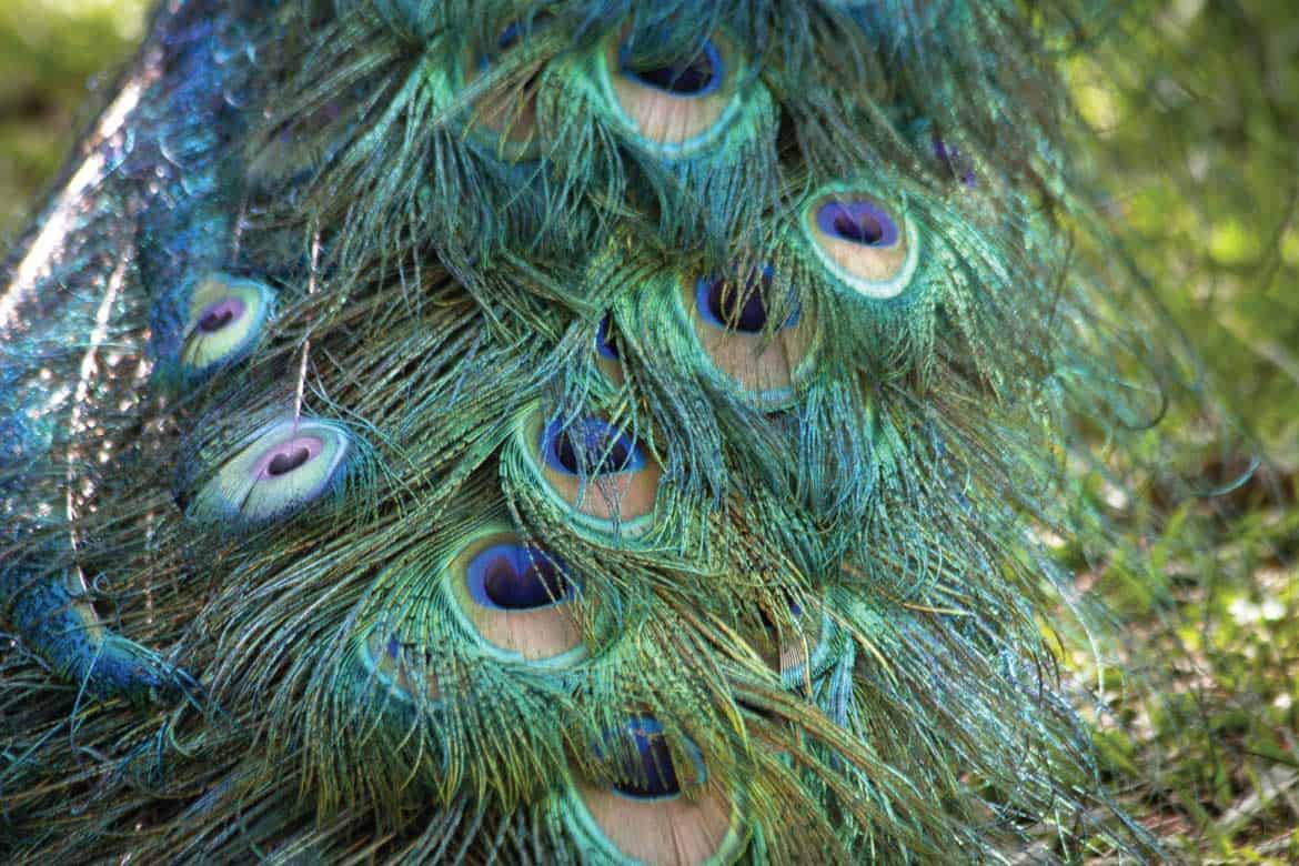 Hacienda Venecia coffee plantation