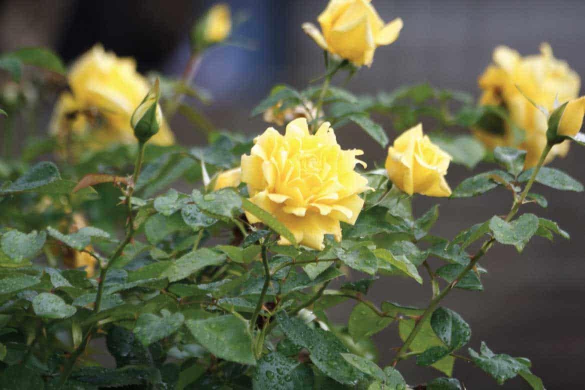 Jardin Antioquia Colombia