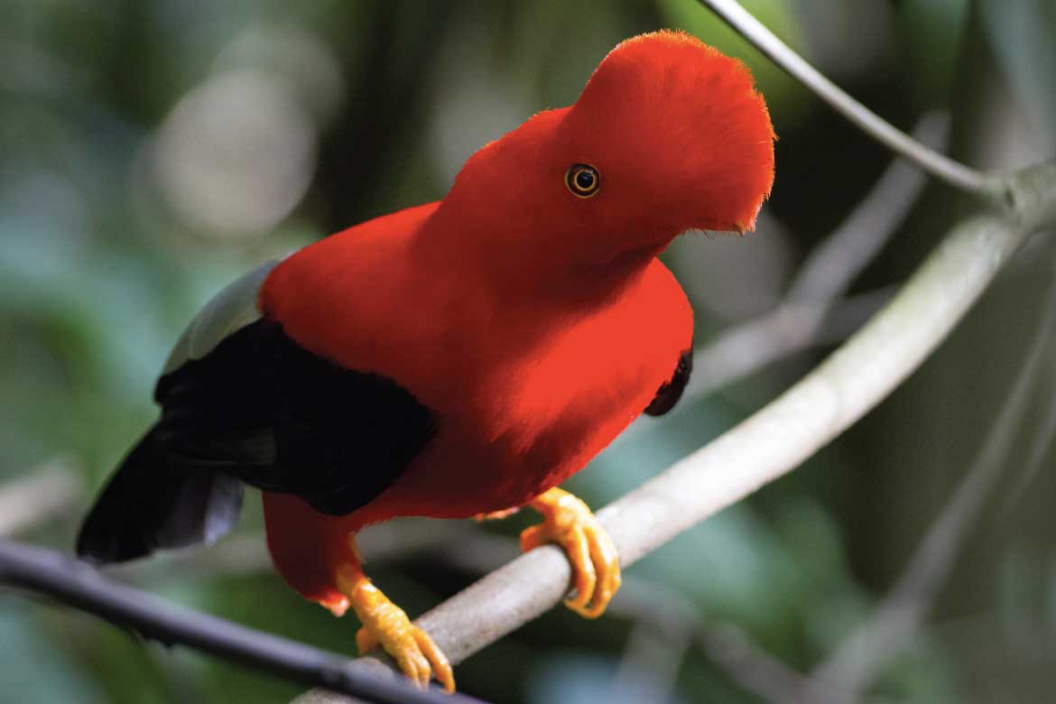 Jardin Antioquia Colombia