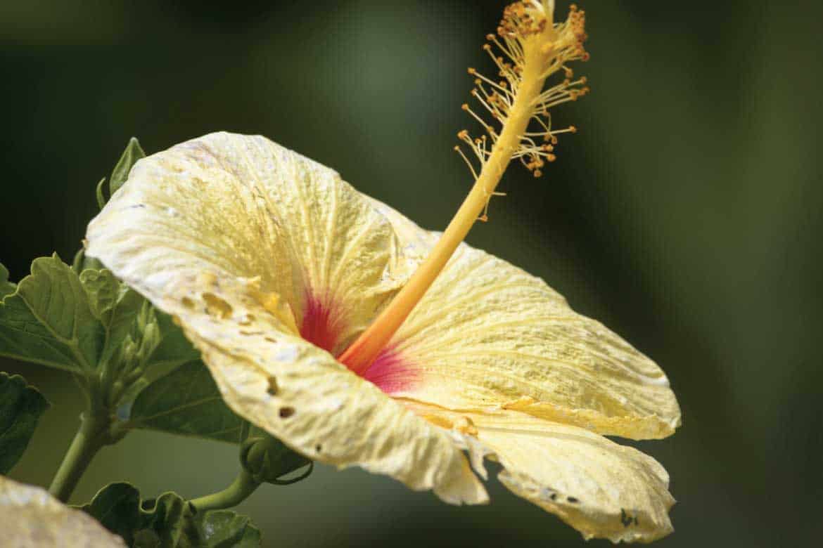 Jardin Antioquia Colombia