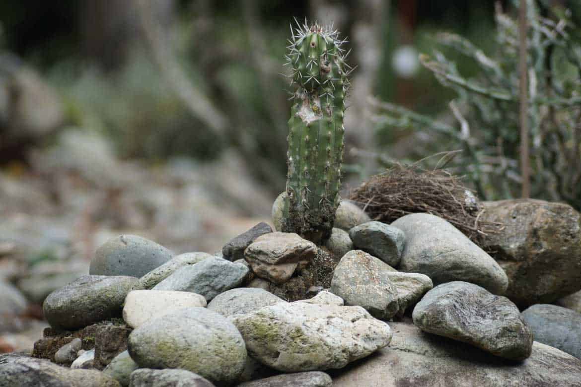 El Mariposario Calarcá Quindío Colombia