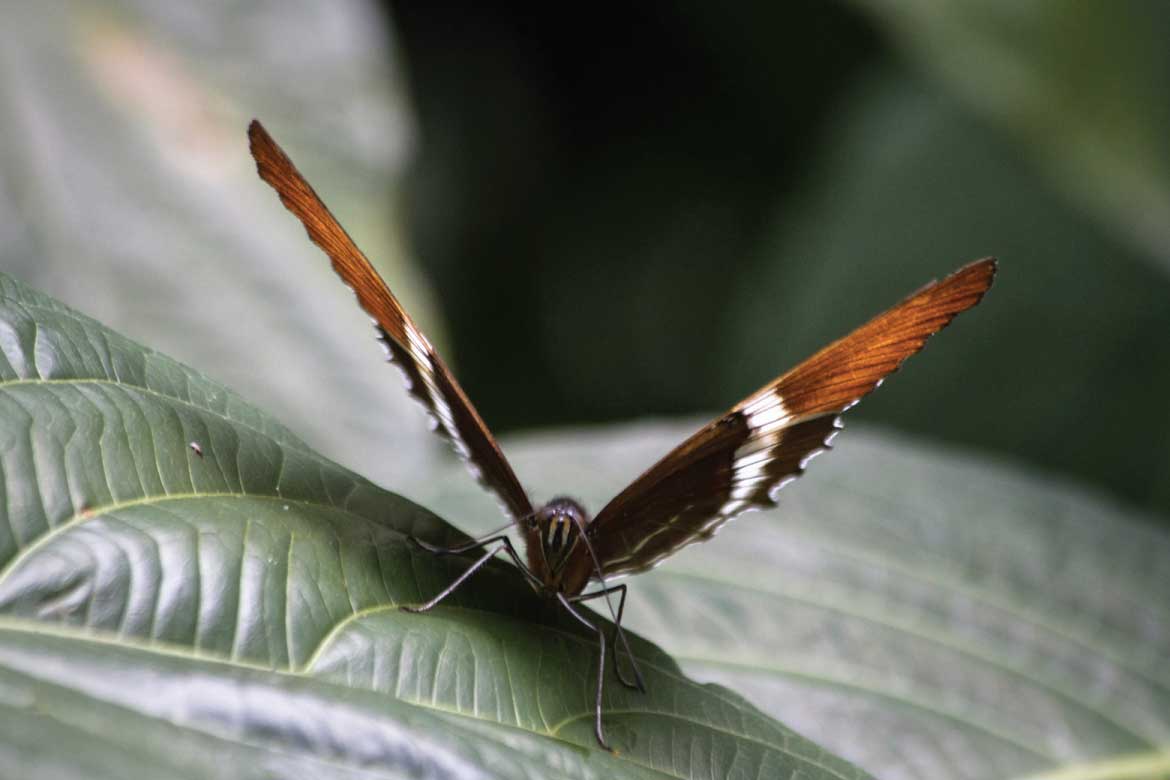 El Mariposario Calarcá Quindío Colombia