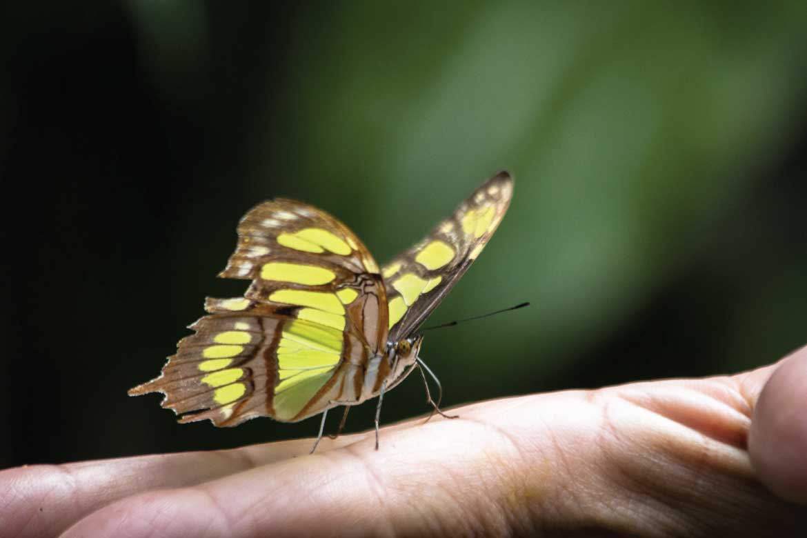 El Mariposario Calarcá Quindío Colombia