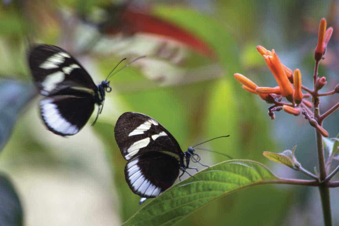 El Mariposario Calarcá Quindío Colombia