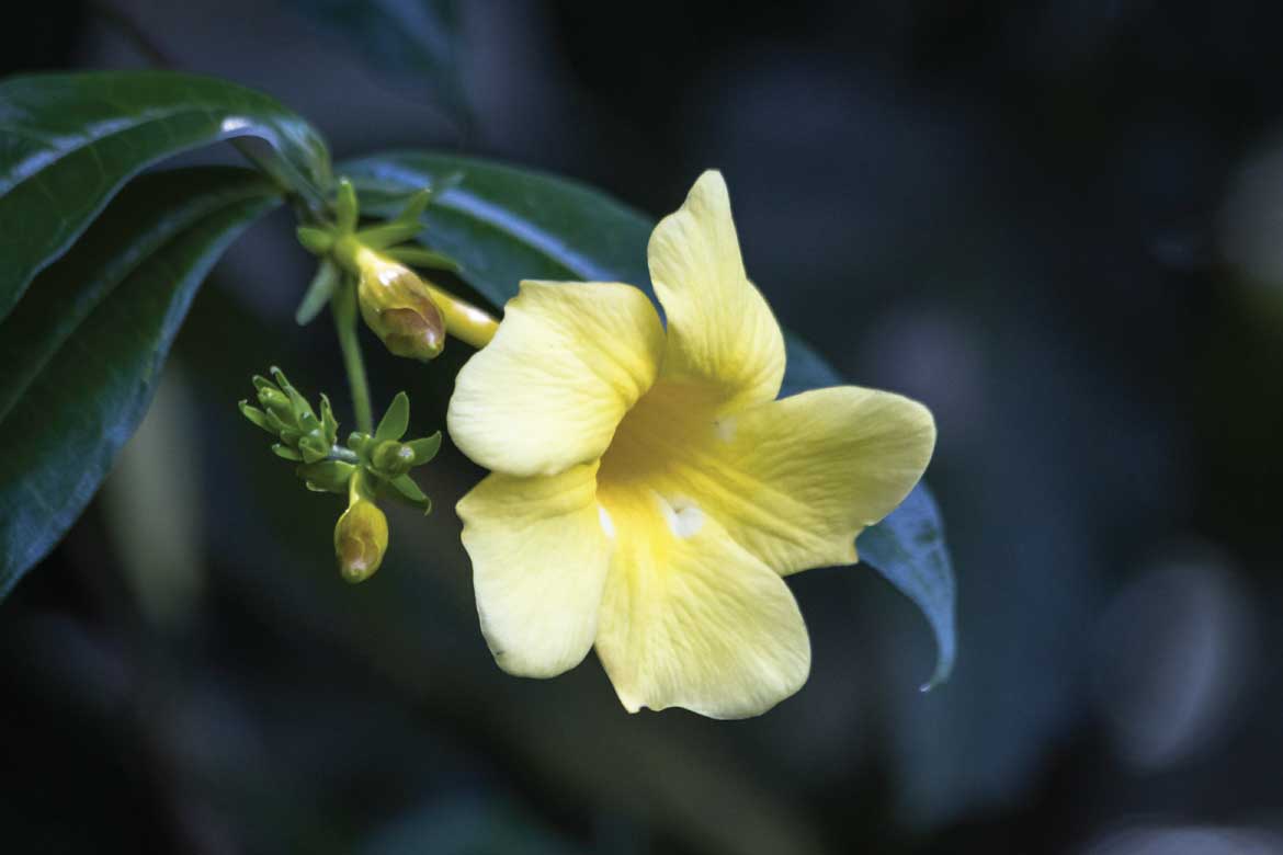 El Mariposario Calarcá Quindío Colombia
