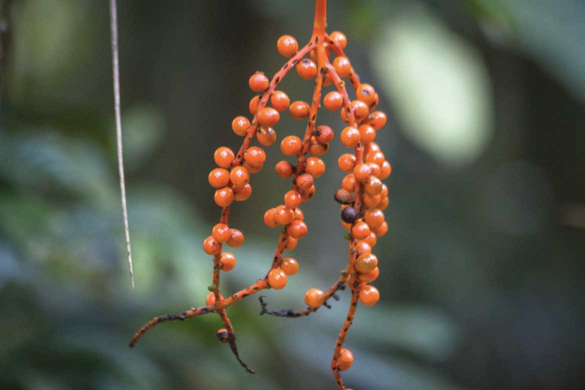 El Mariposario Calarcá Quindío Colombia