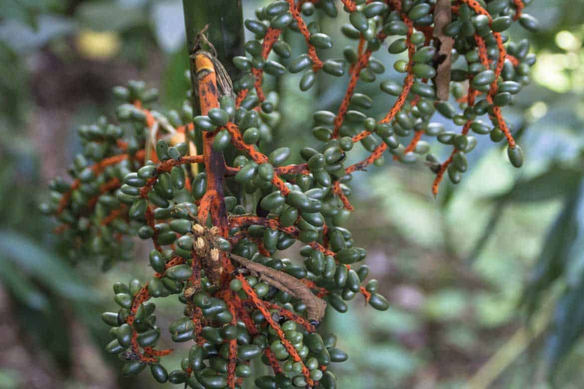 El Mariposario Calarcá Quindío Colombia