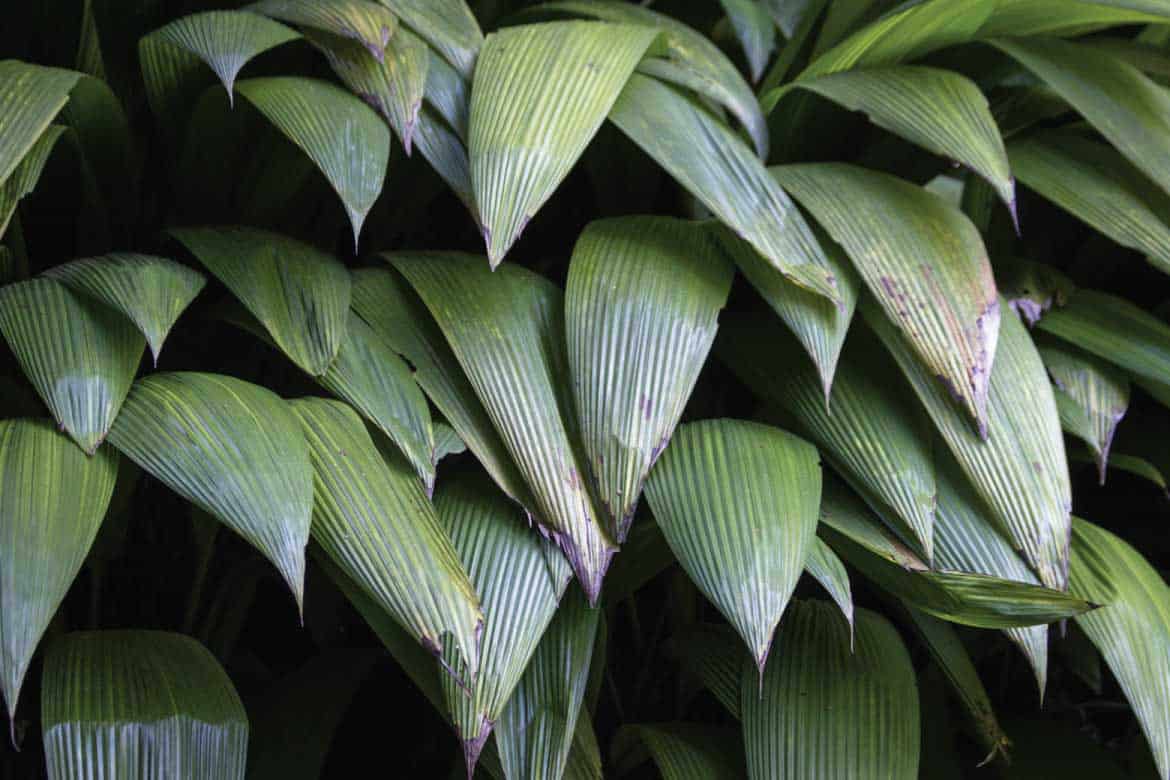 El Mariposario Calarcá Quindío Colombia