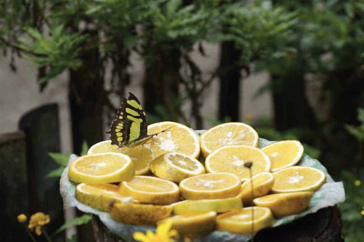 El Mariposario Calarcá Quindío Colombia