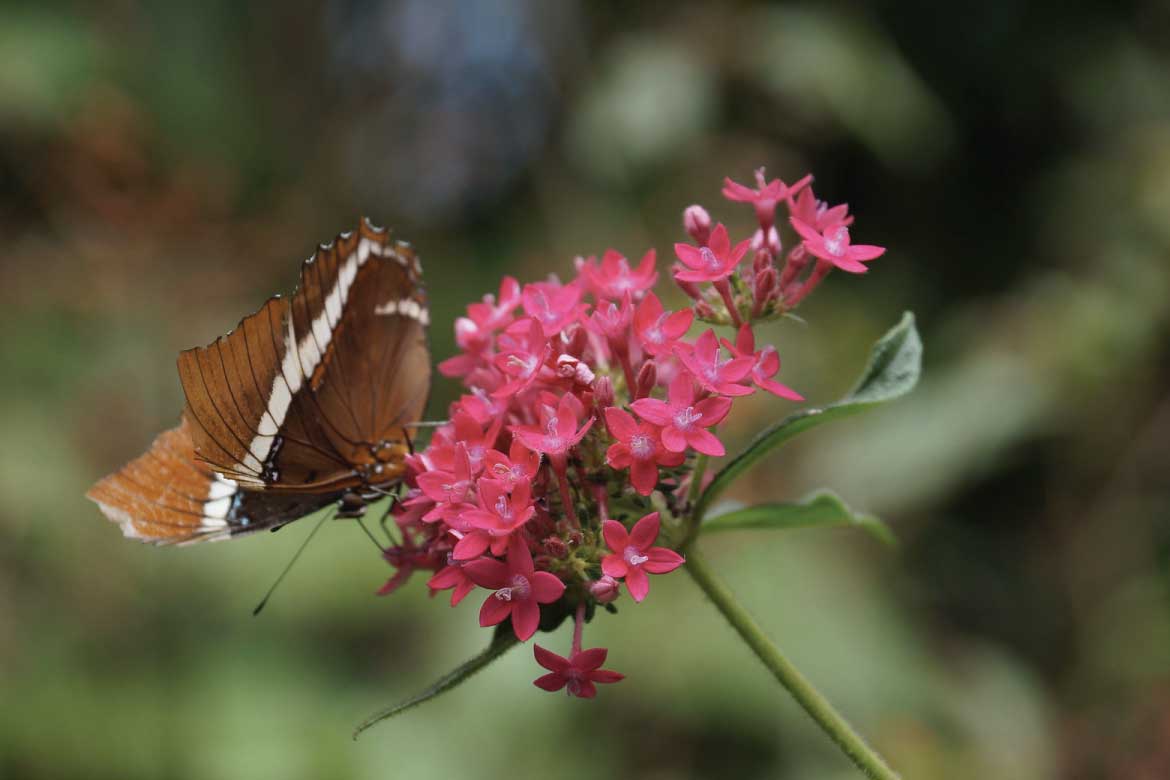 El Mariposario Calarcá Quindío Colombia
