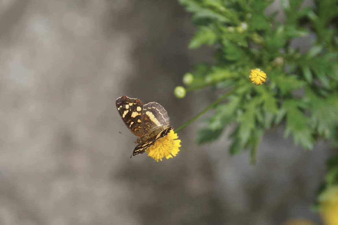 El Mariposario Calarcá Quindío Colombia