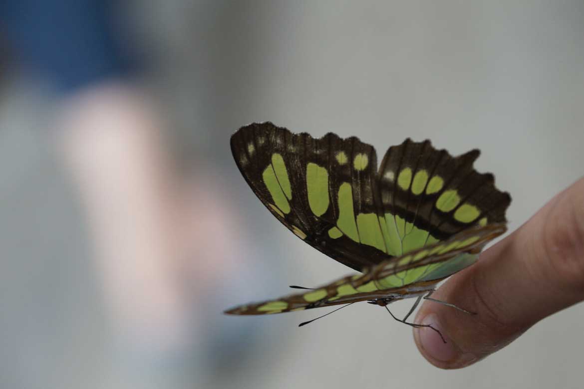 El Mariposario Calarcá Quindío Colombia