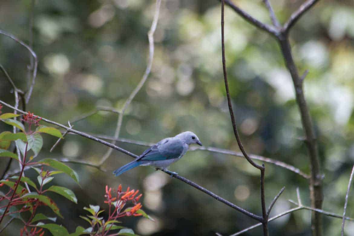 El Mariposario Calarcá Quindío Colombia