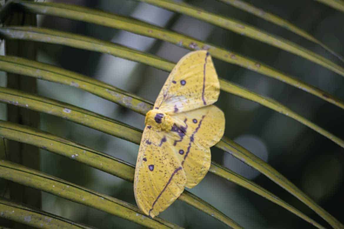 El Mariposario Calarcá Quindío Colombia