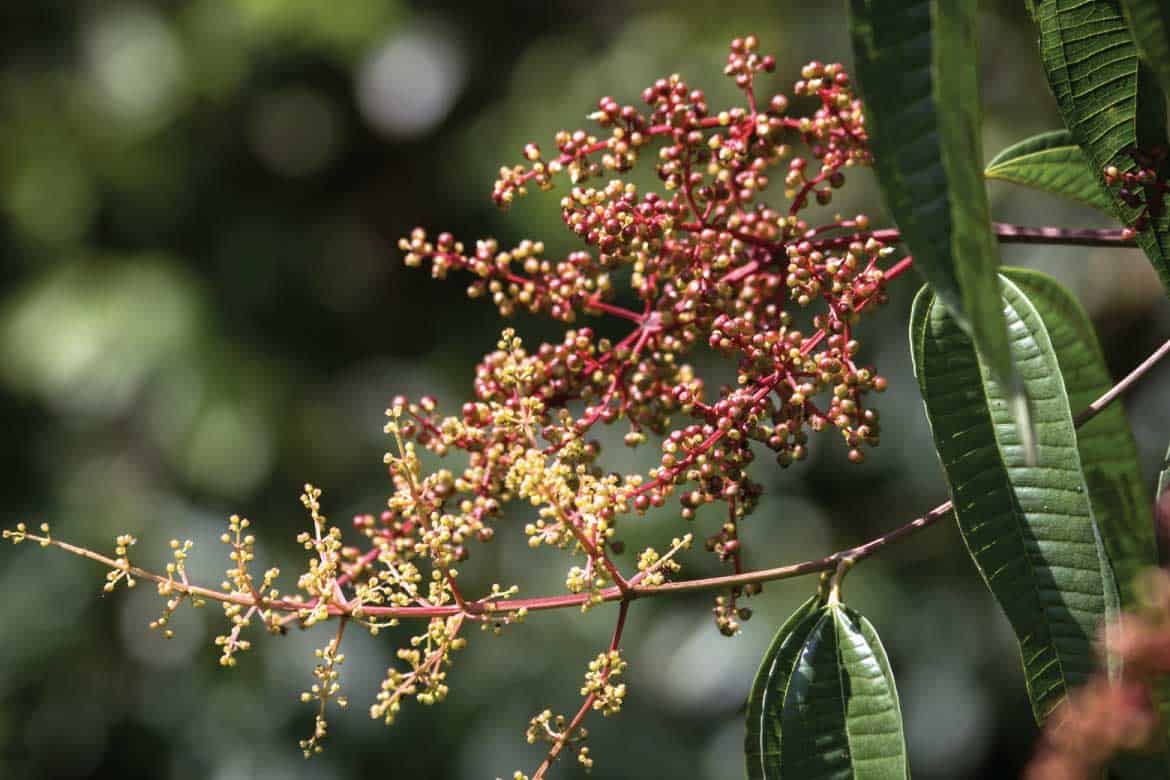 El Mariposario Calarcá Quindío Colombia