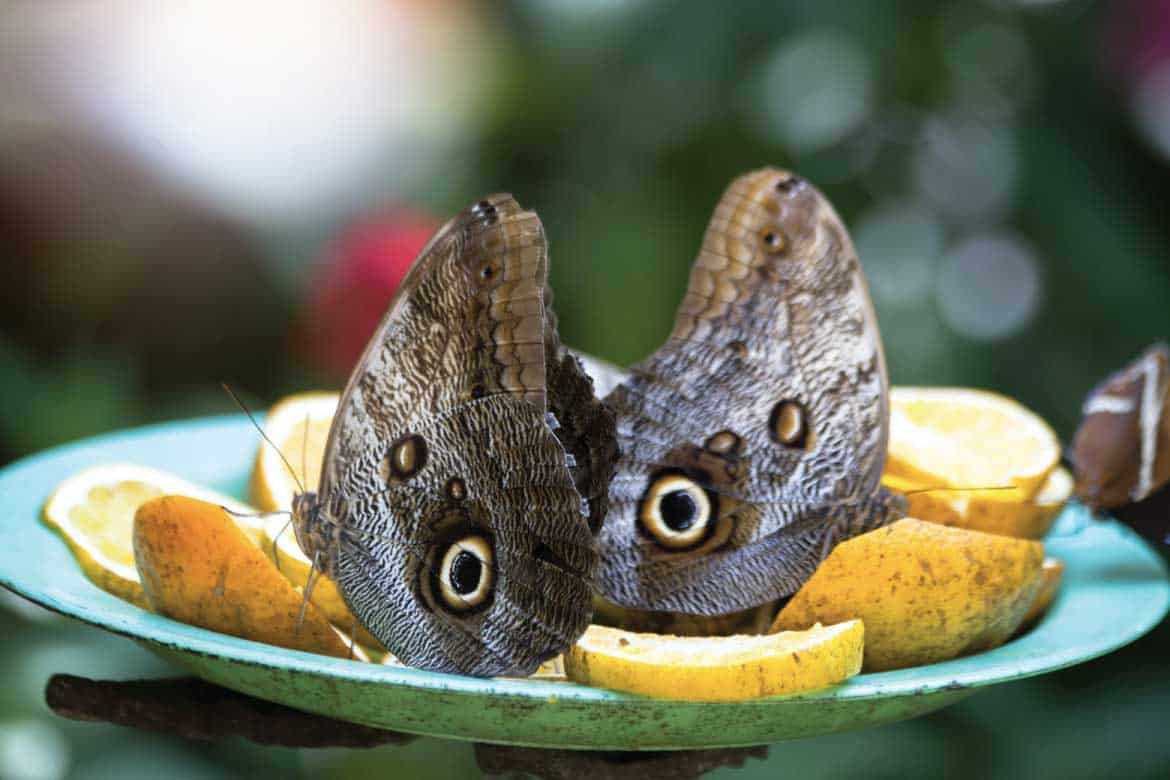 El Mariposario Calarcá Quindío Colombia