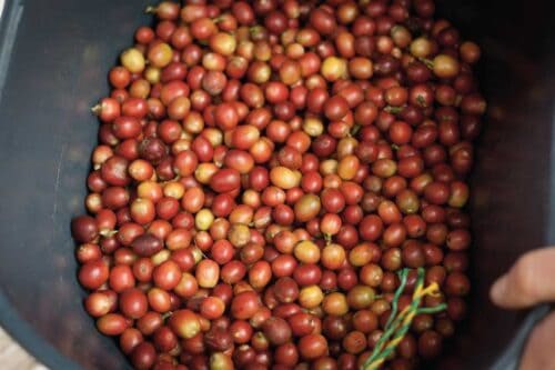 Colombian coffee at Recuca